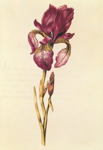 Iris，来自&39;Julie的花环&39;，c.1642（wc on vellum） 作者 尼古拉斯·罗伯特